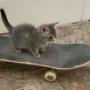 Skateboard Cat 币种