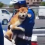 Токен First Arrested Shiba Inu