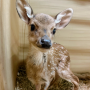 Token New Baby Himsen Deer