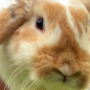 Sorkin's Pet Rabbit Token