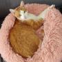 FIRST MEME CAT NAMED COIN 幣種