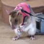 First Drug Enforcement RAT 币种
