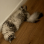 Toly's Cat Token