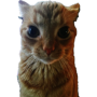 token Gakster