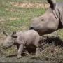 Jeton New Born Rhino