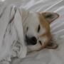 Dogsheetcoin 币种