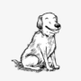 New Dog Airlines 币种