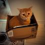 Token amazon cat