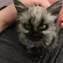 Token wolf cat