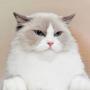 token No1 tiktok cat