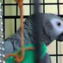 Токен 1st Talking Parrot on Youtube