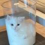Token CupCatCoin