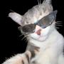 token Kitty the Rizzer