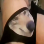 WolfWifBallz 币种