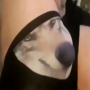 Token WolfWifBallz