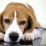 Token UNO The Beagle