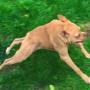 Token FIRST FROGDOG