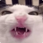 Jeton Crunchycat
