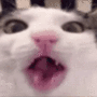 Crunchycat 幣種