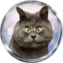 FEDJA CAT 幣種