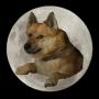 Doge 2.0 token