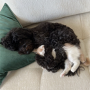 dog spooning cat 幣種