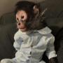 Token MONKEY TAKEN BY POLICE
