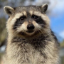 First Convicted Raccoon Token
