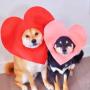 Shiba Furiends 幣種