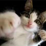 Punching Cat-token