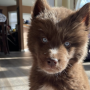Jeton Red Siberian Husky 