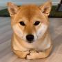 LOAF 幣種
