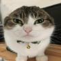 wawacat Token