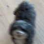 ELONS DOG 币种