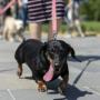 NEW HUNGARY DOG MASCOT 币种