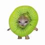 KIWI 幣種