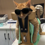 Token Acupuncture Cat  