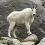 Goatye-rahake