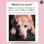 Token market dead buy this cute dog