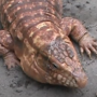 FIRST LIZARD NAMED GROK 币种