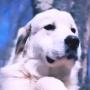 Токен Pnut's Dog