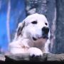 Jeton Pnut's Dog