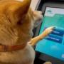 Jeton First Dog to Buy Crypto