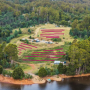 Token Berry Farm