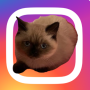 Токен IG CAT 
