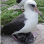 Jeton Oldest Wild Bird