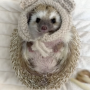 Dochi The Hedghog  币种