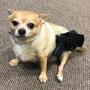 Token dog wit glock