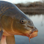＃CARP