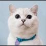 White Coffee Cat 幣種